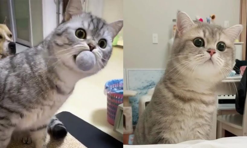 Funny Cats And Dogs - Aww Cute Pets Tik Tok Video 2020 | Pets Paws