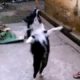 Funny Dogs Playing | Funny Moment | Awesome Funny Pet Animals Life