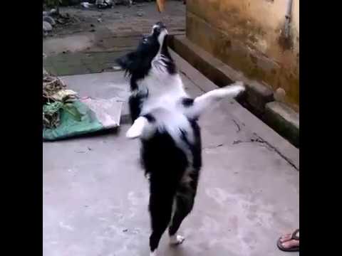 Funny Dogs Playing | Funny Moment | Awesome Funny Pet Animals Life