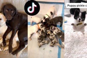 Funny Dogs of TIKTOK Compilation ~ Nothing Cuter Than Cute Little Puppies (TikTok)