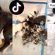 Funny Dogs of TIKTOK Compilation ~ Nothing Cuter Than Cute Little Puppies (TikTok)