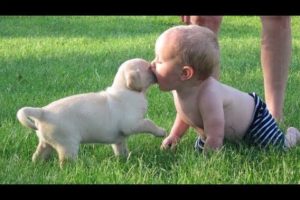 Funny Puppies And Babies Videos - Cutest Dog And Baby Videos | Puppies TV