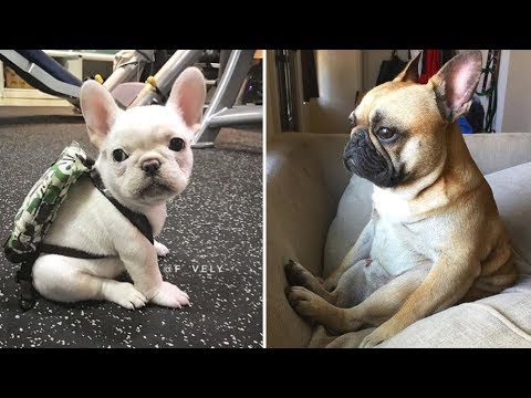 Funny and Cute French Bulldog Puppies Compilation #7   Cutest French Bulldog AnimalWorld