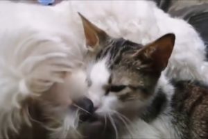 Funny and cute cat and dog playing together
