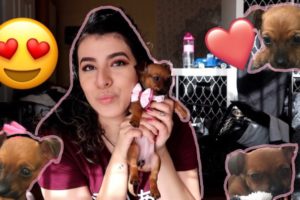 GETTING THE CUTEST PUPPY + PUPPY HAUL