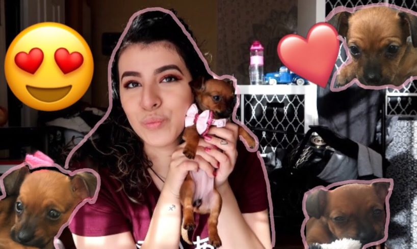 GETTING THE CUTEST PUPPY + PUPPY HAUL