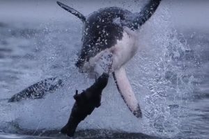 Giant Great White Shark ATTACKS! | Super Giant Animals | BBC Earth