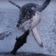 Giant Great White Shark ATTACKS! | Super Giant Animals | BBC Earth