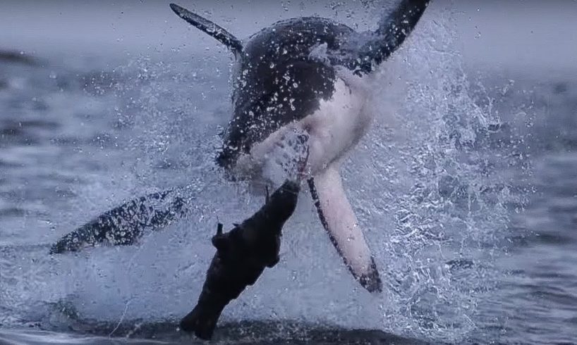Giant Great White Shark ATTACKS! | Super Giant Animals | BBC Earth