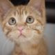 Ginger - the Cutest Kitten on Three Legs!