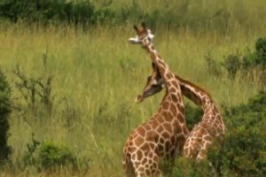 Giraffe vs Giraffe fighting   wildlife attacks   the most incredible animal fights