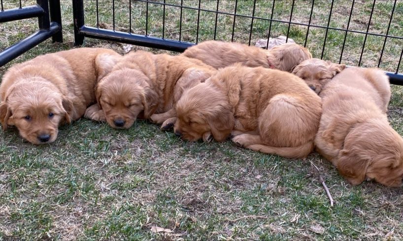 Golden Puppy Cuteness Overload!!