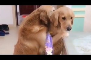 Golden retriever |Funniest & Cutest Golden Retriever Puppies | Baby Dog