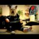Happy Birthday Rock Song - Dog playing guitar - Funny Greeting Card - Human Dog