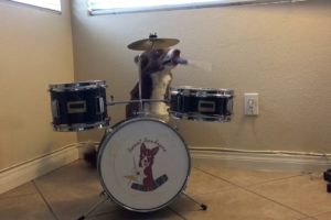 Happy Dog Playing Drums