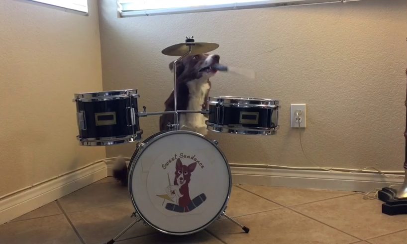 Happy Dog Playing Drums