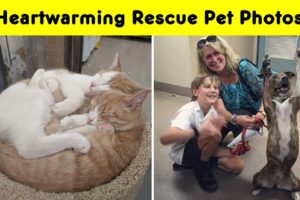 Heartwarming Rescue Pet Photos