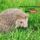 Hedgehog Close Up. #animals #wildlife #background #kids #fun #playing