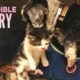 Homeless Dog Nursing Abandoned Kitten In Ravine - Incredible Story Of Animal Love