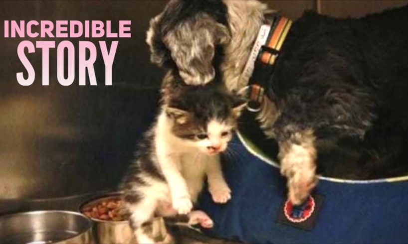 Homeless Dog Nursing Abandoned Kitten In Ravine - Incredible Story Of Animal Love
