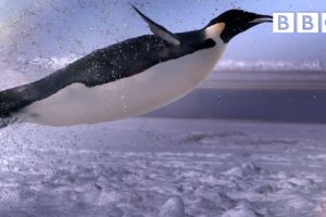 How does a penguin launch itself from the sea? - The Wonder of Animals | BBC