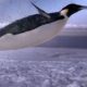 How does a penguin launch itself from the sea? - The Wonder of Animals | BBC