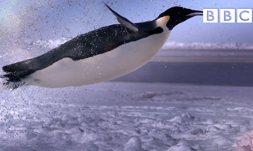 How does a penguin launch itself from the sea? - The Wonder of Animals | BBC