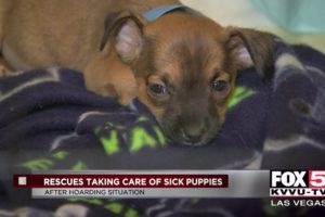 How you can help rescued puppies