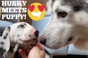 Husky Meets A New Friend!! [CUTEST PUPPY EVER!!]