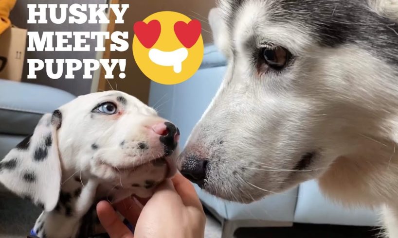 Husky Meets A New Friend!! [CUTEST PUPPY EVER!!]