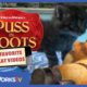 I Are Cute Kitten | PUSS IN BOOTS FAVORITE CAT VIDEOS