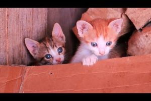 I Rescued Abandoned Newborn Kittens ?? Cat Adopts Kittens