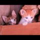 I Rescued Abandoned Newborn Kittens ?? Cat Adopts Kittens