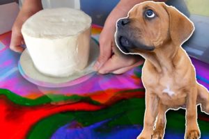 I Tried Hydro Dipping a DOG CAKE!