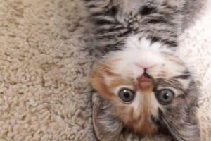 I'm Little Maci! *** Am I the cutest kitten on Youtube? *** тЩб