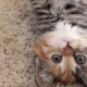 I'm Little Maci! *** Am I the cutest kitten on Youtube? *** ♡