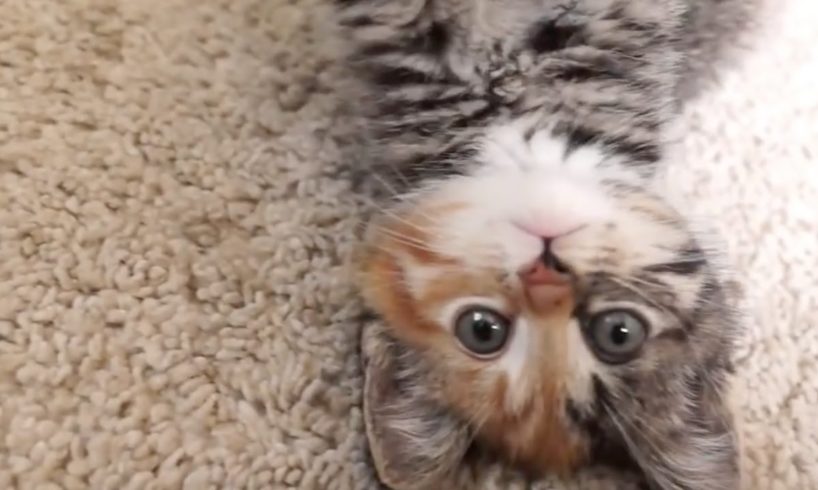 I'm Little Maci! *** Am I the cutest kitten on Youtube? *** ♡