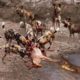 Impala vs Wild Dogs vs Crocodile   Animals Fight For Survival   Amazing Animals Attack   Wild Animal