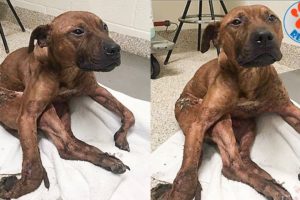 Injured Dog Rescued After Falling Out of Dumpster at Trash Incinerator Facility