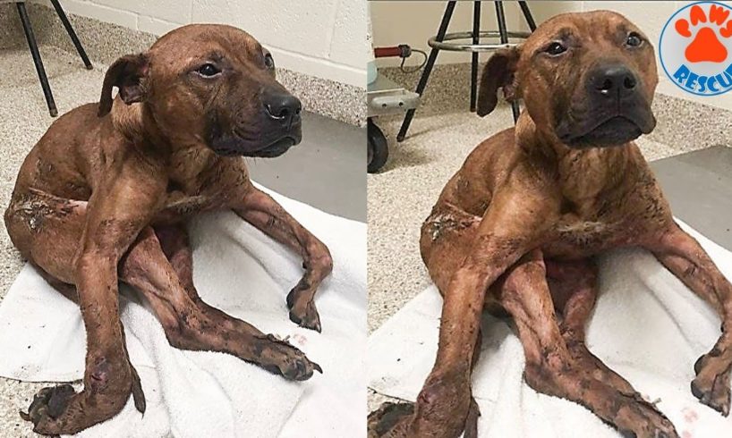 Injured Dog Rescued After Falling Out of Dumpster at Trash Incinerator Facility