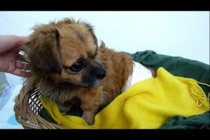 Injured Homeless Dog Found In Park Gets Rescued & Finally Has A Reason To Hope | Howl Of A Dog