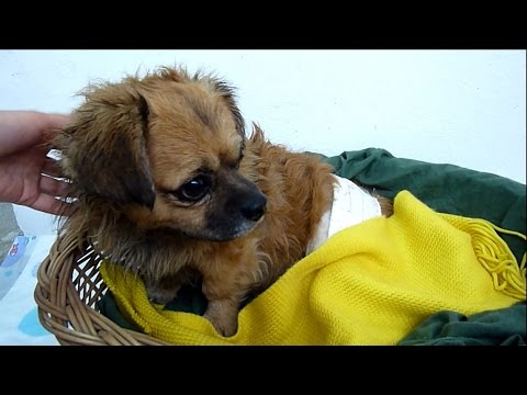 Injured Homeless Dog Found In Park Gets Rescued & Finally Has A Reason To Hope | Howl Of A Dog