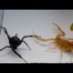 Insect Fight - Versus Insects - Compilation Attacks