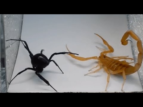 Insect Fight - Versus Insects - Compilation Attacks