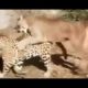 Jaguar Vs Puma Most Brutal Fight | Animal Fights | Wildlife Nature