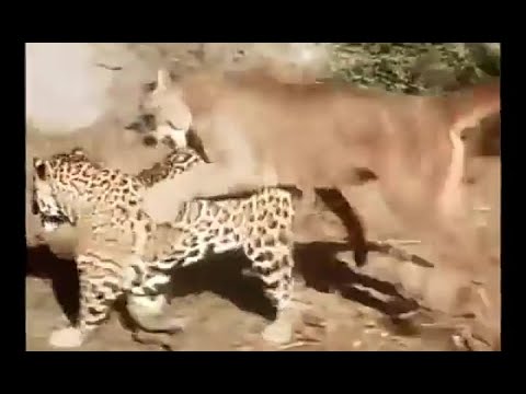 Jaguar Vs Puma Most Brutal Fight | Animal Fights | Wildlife Nature