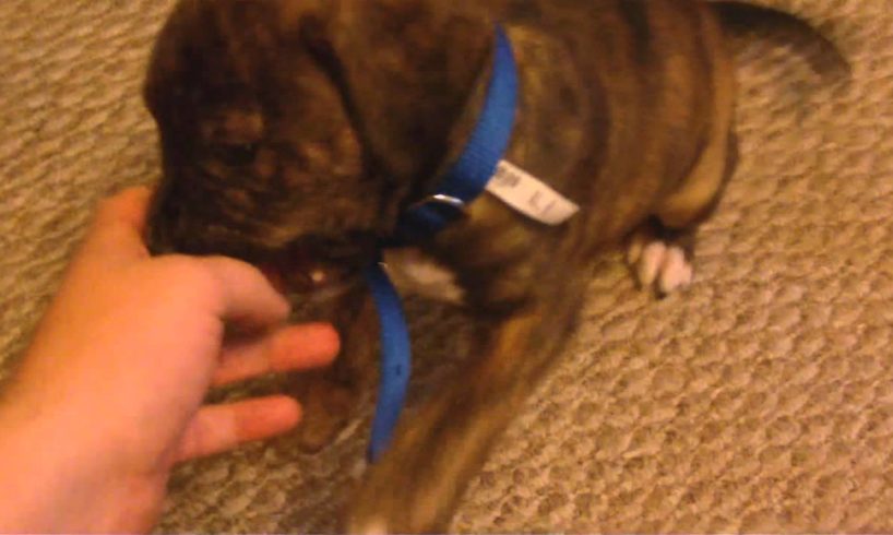 Jahova Vlog! Cutest Puppy EVER!