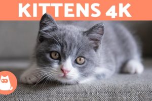 KITTENS 4K |Cute KITTEN VIDEOS in 4K ?