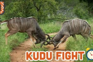 KUDU FIGHT TO THE DEATH
