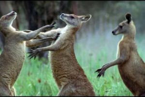 Kangaroos Fight For A Mate | Life Of Mammals | BBC Earth